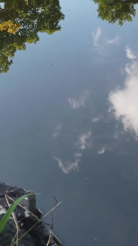Vertical Pond Reflection with Turtle in Japanese Garden with Clouds and Trees Stock Footage 346310488