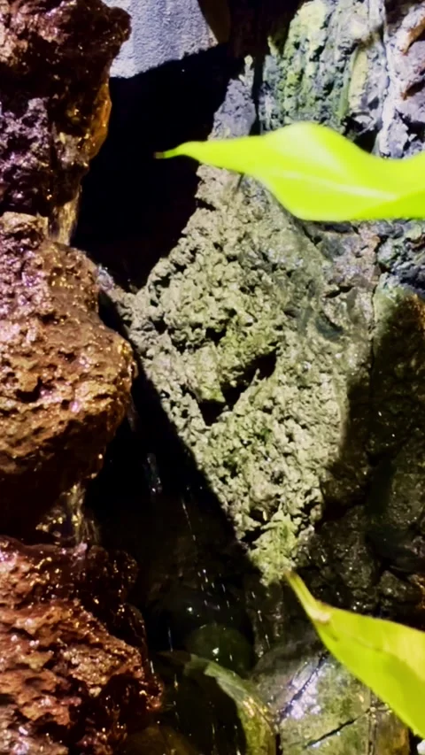 Vertical Pond Turtle Among Green Plants Stock Footage 337527479