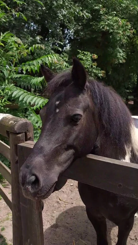 Vertical portrait of a black and white pony Stock Footage 279072743