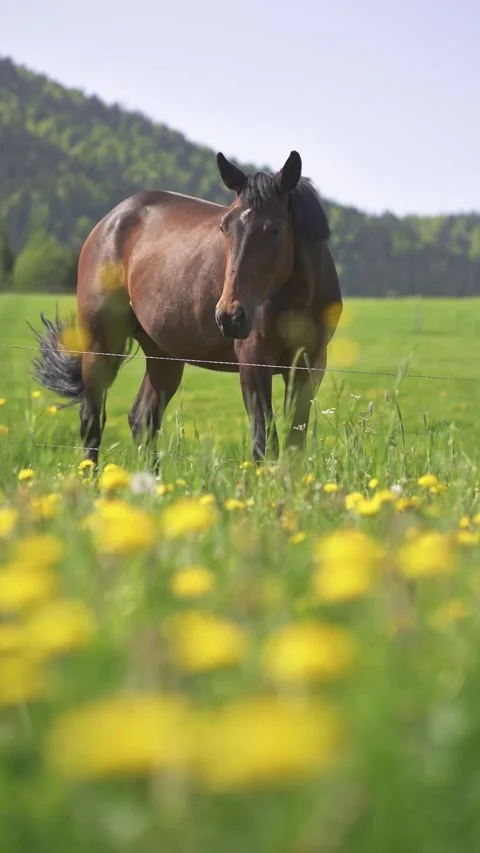 Vertical Portrait of brown riding mare horse on green flowering meadow in spring Stock Footage 266135111
