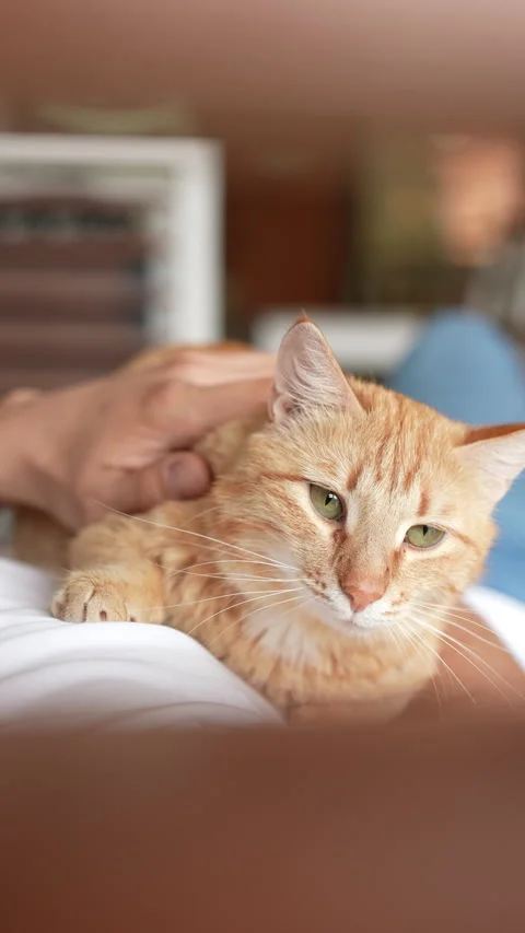 Vertical portrait of calm ginger cat lounging on lap of visitor pet cafe Stock Footage 302505100