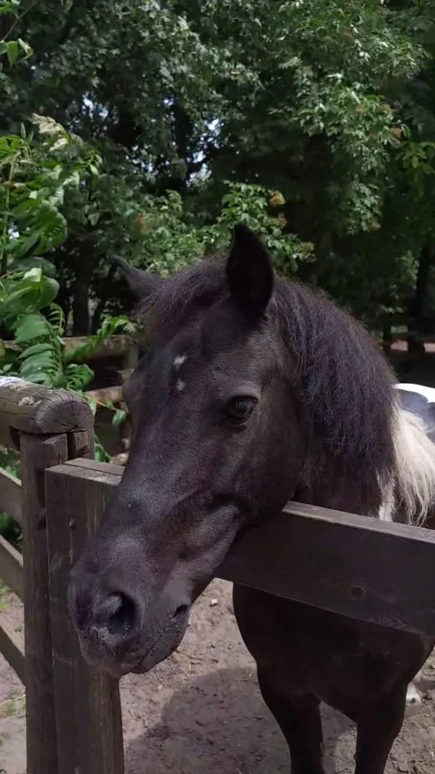 Vertical portrait of a cute black and white pony Stock Footage 279659624