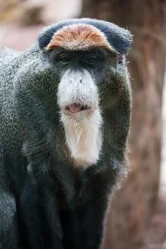 Vertical portrait of the De Brazza's monkey looking straight front 스톡 사진