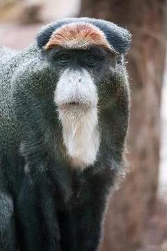 Vertical portrait of the De Brazza's monkey looking straight front Fotos de archivo