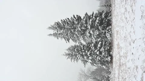 Vertical portrait format clip of a snowy forest setting with snow active Stock Footage 221572209