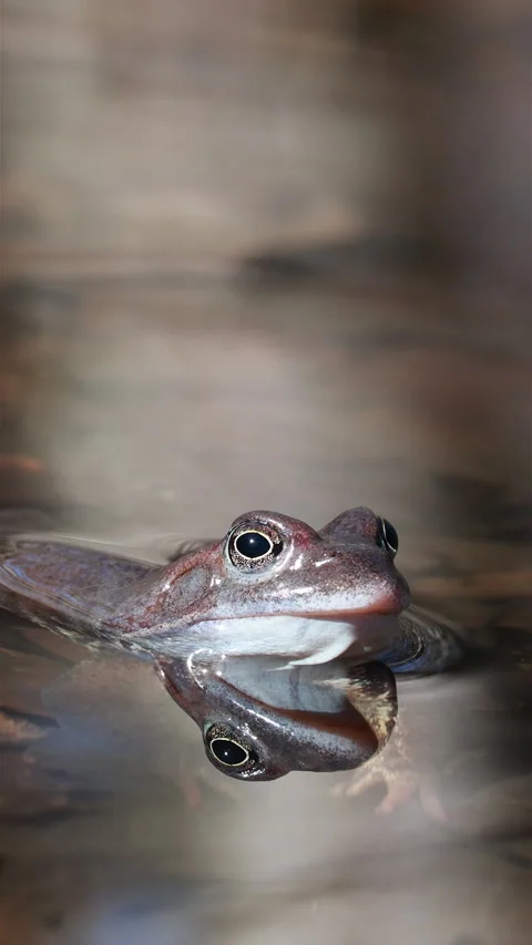 Vertical Portrait of a Frog Emerging from Water with Reflection Stock Footage 305830245