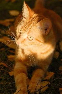 Vertical portrait of a ginger cat lying down, looking left 3/4 profile Stock Photos