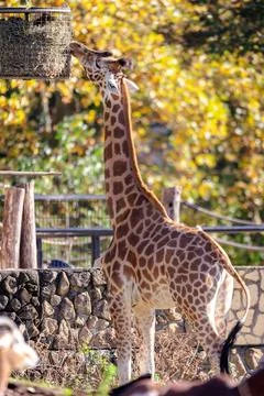A vertical portrait of a giraffe or camelopardalis giraffa eating hay or fo.. Stock Photos