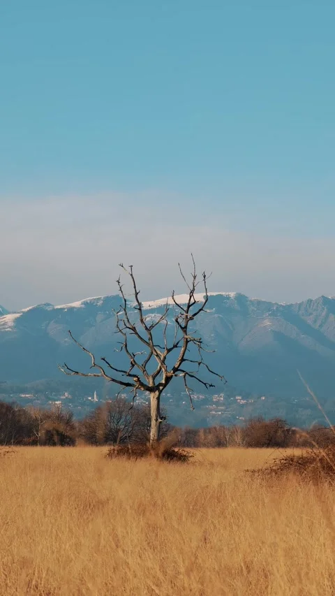 Vertical portrait of a leafless tree in the golden Italian savanna. Peaceful Stock Footage 329259727