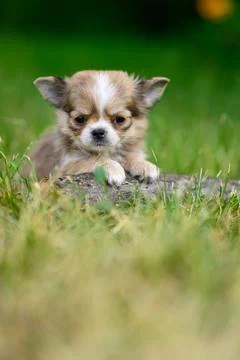 Vertical Portrait Light Long haired Chihuahua Puppy Sits Alone on Grass. Natu Stock Photos