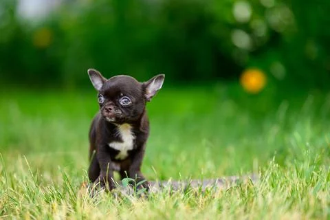 Vertical portrait Light Smooth Coated Chihuahua Puppy Standing on Grass in Su Stock Photos