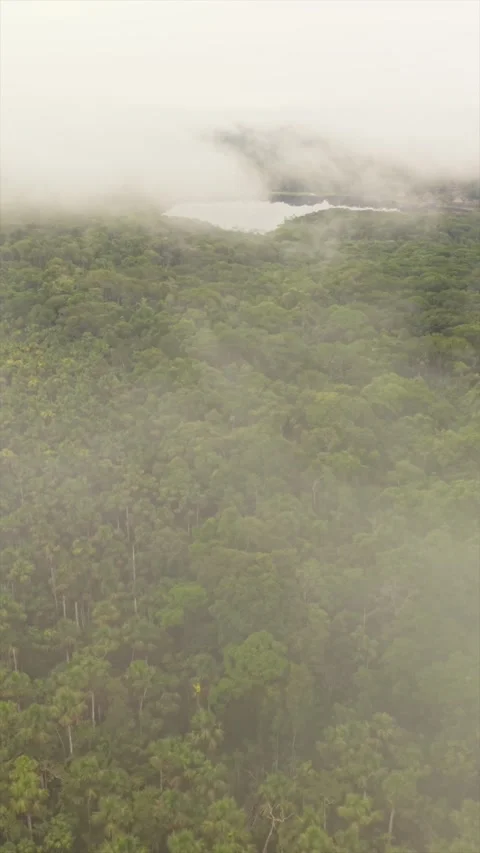 Vertical portrait of misty rainforest canopy shrouding Ecuadorian wilderness Stock Footage 308404155