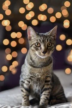 Vertical portrait of a mongrel forest cat of striped color against the backgr Foto stock