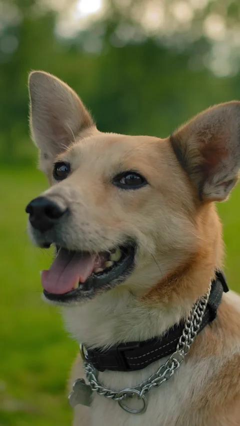 Vertical of Portrait of a mongrel smiling dog in the park meadow. Smooth camera Stock Footage 278470536