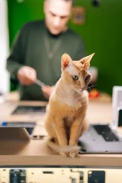 Vertical portrait of orange devon rex cat sitting on desk in computer repair Stock Photos