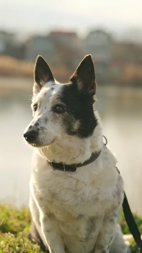 Vertical portrait of a small black and white dog at sunset, blurred backlit b Stock Footage 303089485