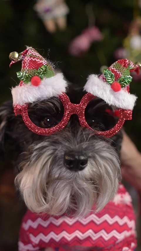 Vertical portrait video of a mini schnauzer wearing Christmas glasses, with a de Stock Footage 327227429