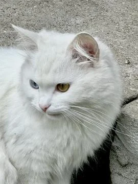 Vertical Portrait of White Cat with Different Colored Eyes Fotos Stock