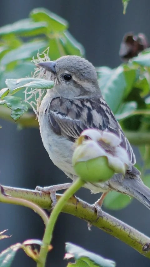 Vertical portrait of a wild sparrow sitting on a leafy twig with dry grass i Stock Footage 343064057