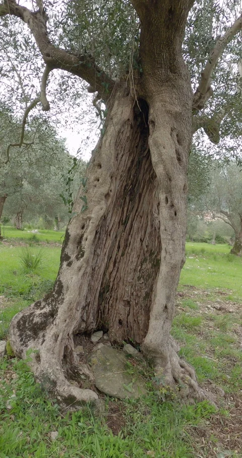 Vertical POV - Ancient Olive Grove in Venafro Regional Park, Italy 库存影片 332054435