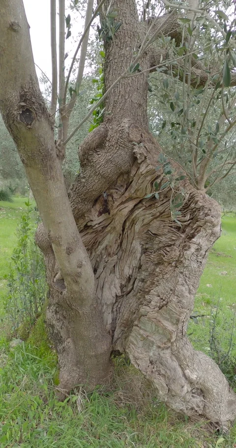 Vertical POV - Ancient Olive Grove in Venafro Regional Park, Italy 스톡 동영상 332054437