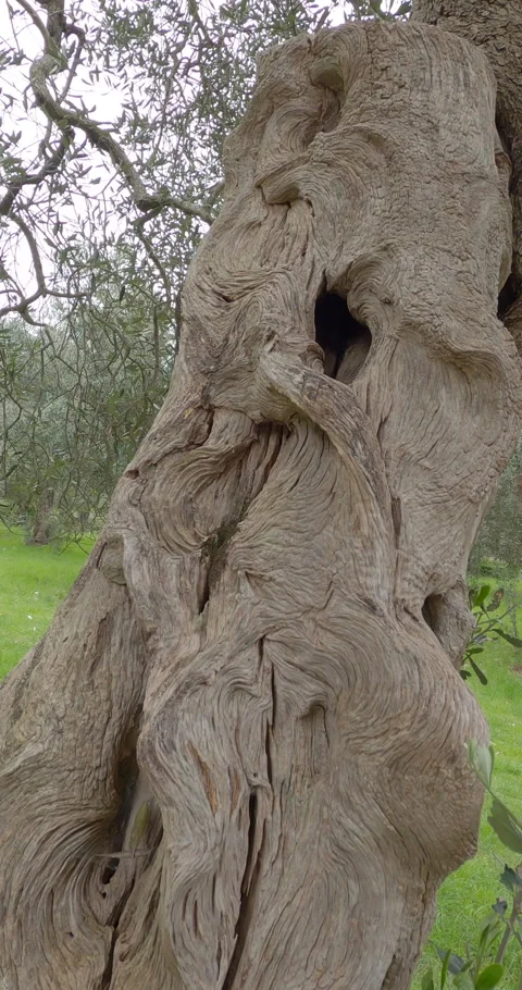 Vertical POV - Ancient Olive Grove in Venafro Regional Park, Italy 库存影片 332054440