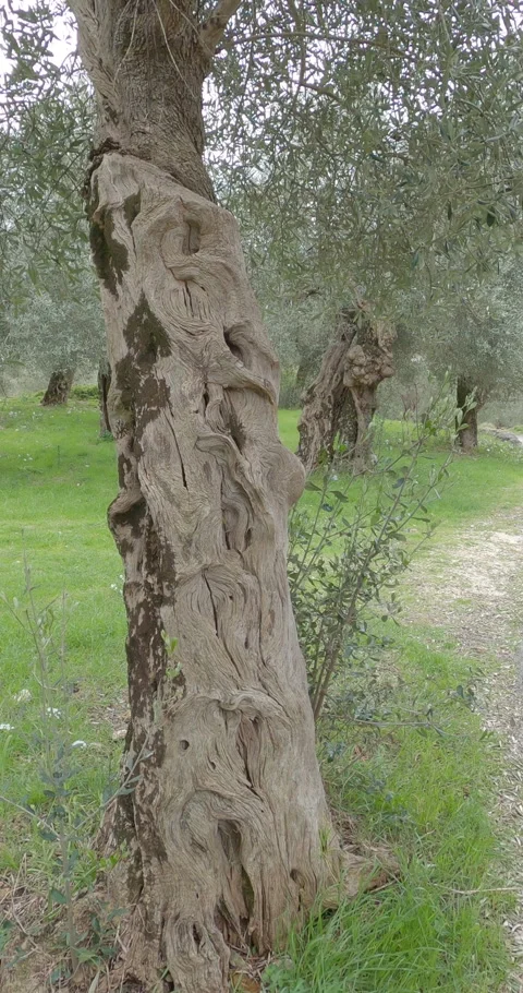 Vertical POV - Ancient Olive Grove in Venafro Regional Park, Italy 스톡 동영상 332054448