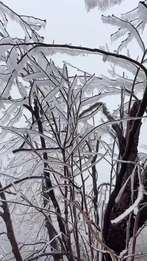 Vertical POV Handheld Moving Shot through Rime Ice Forest Stock Footage 328066524