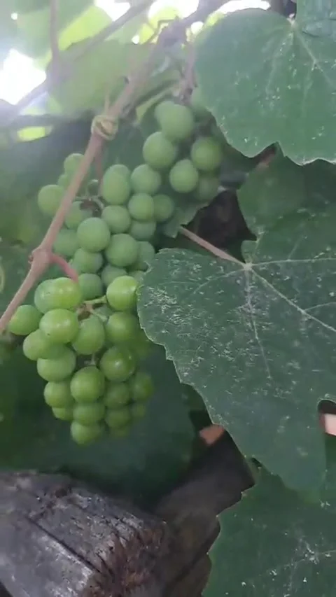 Vertical POV: Hands examining green grapes on a vine in a rural vineyard Stock Footage 343852660