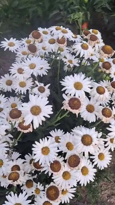 Vertical POV Macro of daisies with zoom out to a blooming garden Stock Footage 343859521