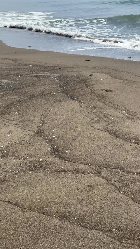 Vertical POV of newborn turtles walking toward the shore – Nautla Veracruz Stock Footage 314976877