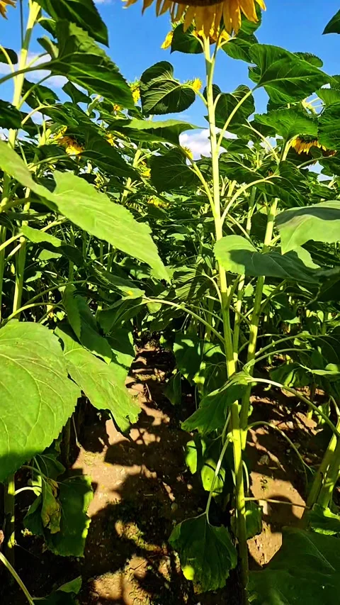 Vertical POV Shot Walking Through a Sunflower Field 動画素材 344273998