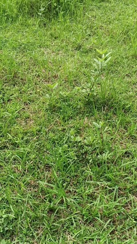 Vertical POV video walking through grass and bushes Stock-Footage 336933314