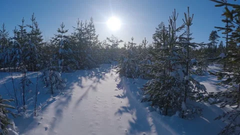 Vertical POV view video from snowmobile rides through young pine tree forest Stock Footage 234526522