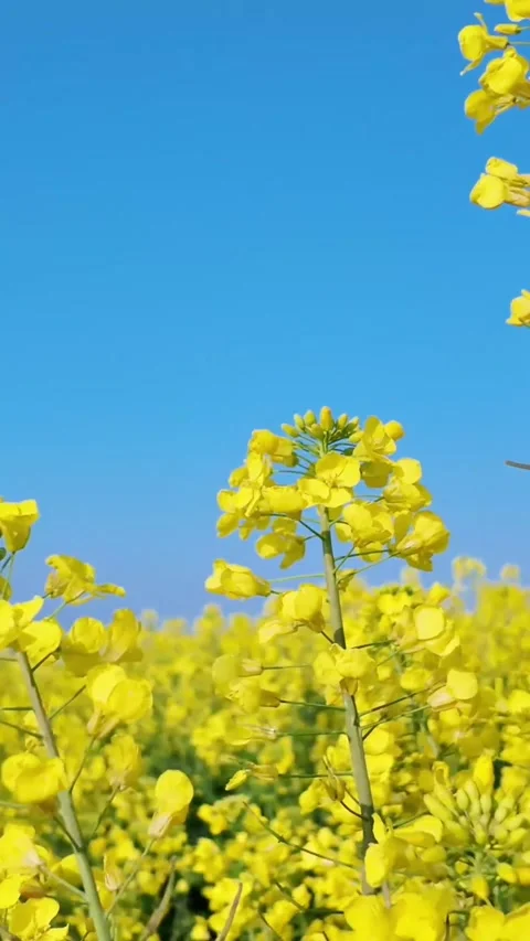 Vertical POV Walking Forward Immersive Flow through Yellow Rapeseed Fields Stock Footage 331616570