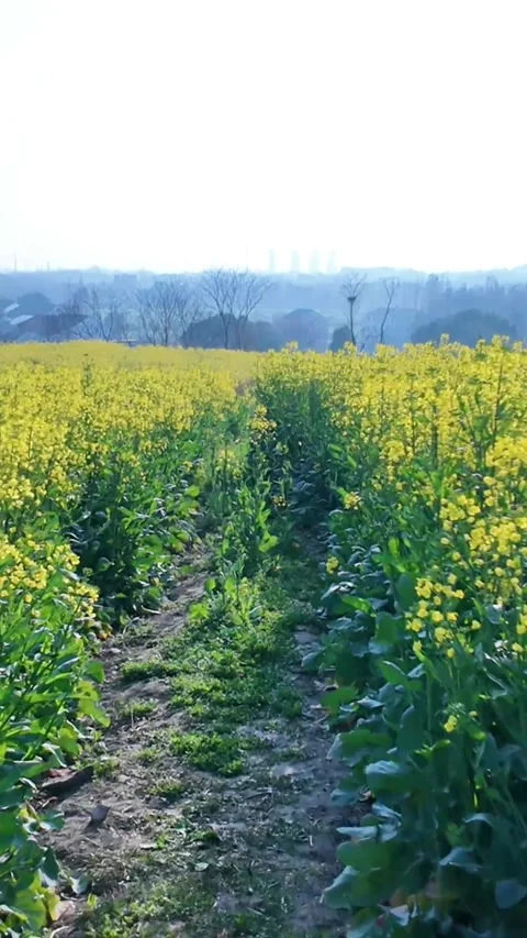 Vertical POV Walking Forward on Rural Dirt Path through Rapeseed Fields Stock Footage 331615785