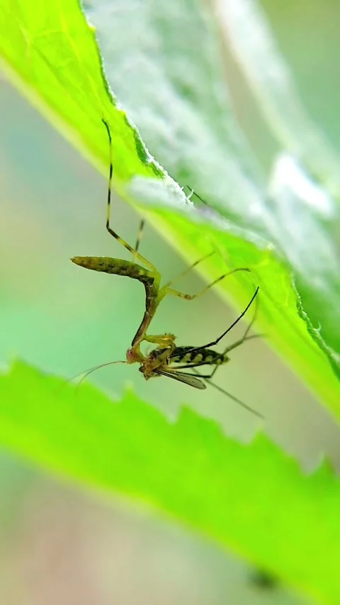 Vertical Praying Mantis (Mantodea) Eating Prey Under Leaf Macro Stock Footage 346175958