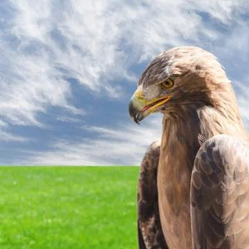 Vertical profile portrait of golden eagle over sky and grass Stock Photos