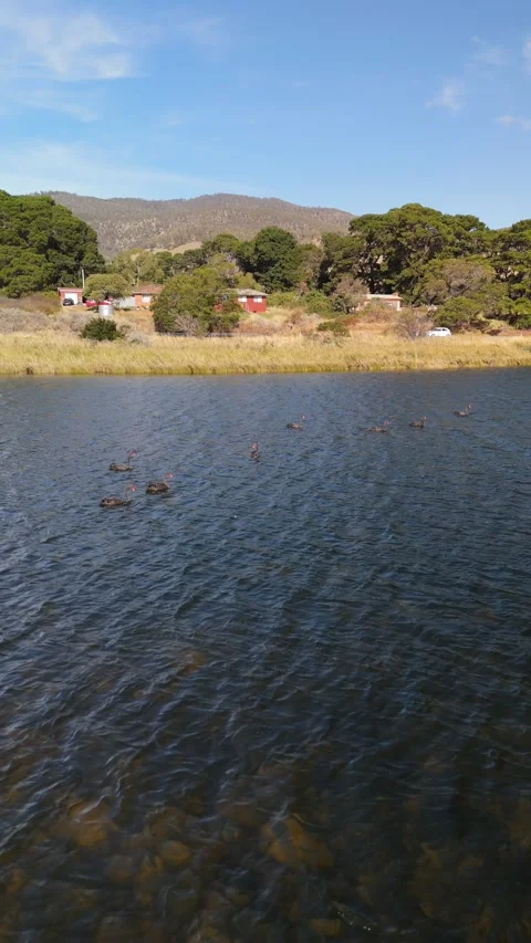 Vertical pull-back from Black Swans on a lake to Tasmanian countryside. Vídeo Stock 332542285