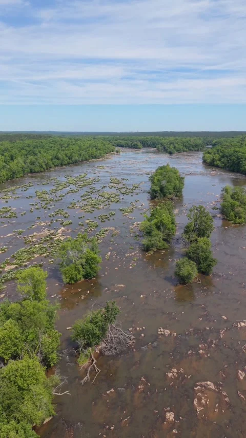 Vertical pull over Rocky Shoal Spider Lilies in bloom on the Catawba River .. Stock Footage 336393182