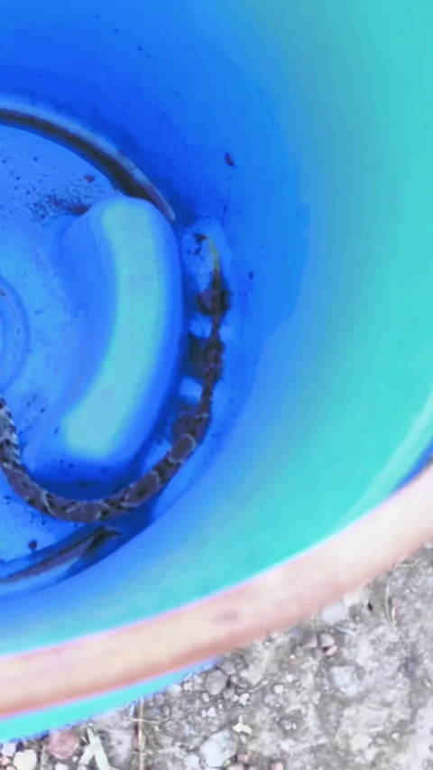 Vertical push in handheld of juvenile Boa constrictor inside plastic bucket in Stock Footage 340327050