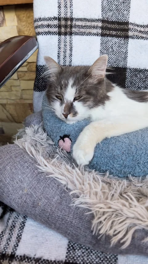 Vertical push in on a single domestic cat resting on a chair with a blue pill Video stock 325508194