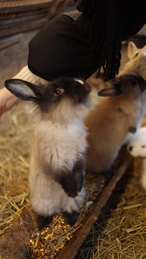 Vertical rabbit reaching for food Stock Footage 331200735