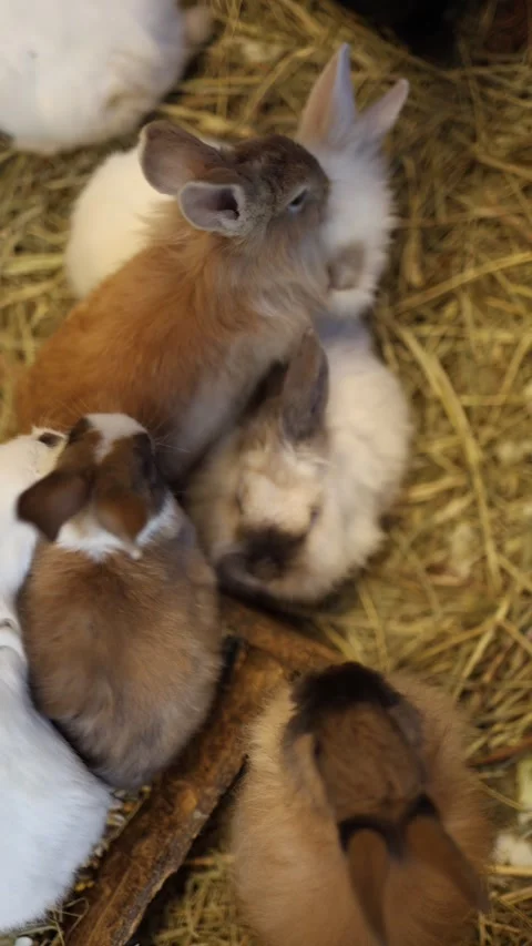Vertical rabbits top view feeding Stock Footage 331200727