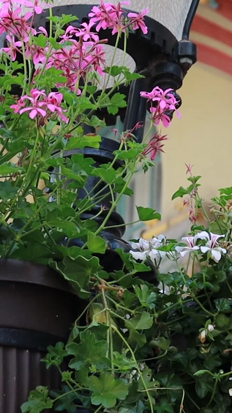 Vertical Rack Focus from Pink Flowers to Art Nouveau Facade Vidéo 331954559
