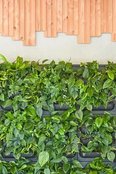 Vertical rack system with green plants on a wall with wooden decoration Stock Photos