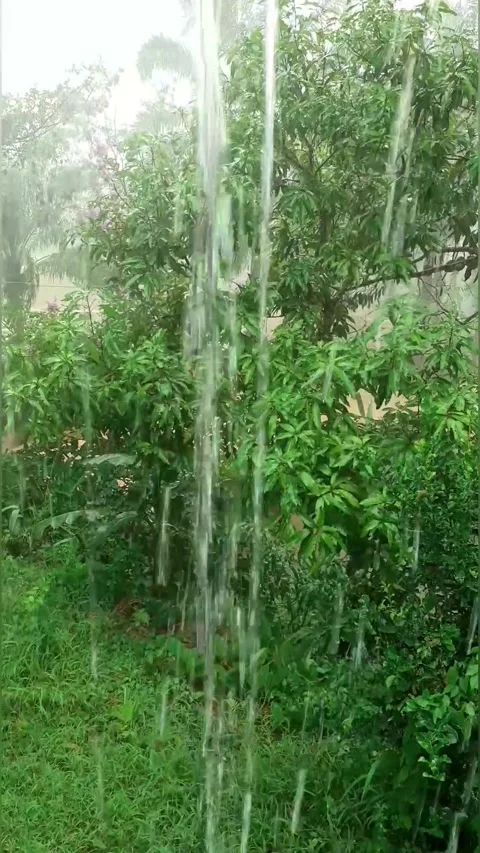 Vertical rain over the tree. close up raining over leaves in day time. Stock Footage 248569762