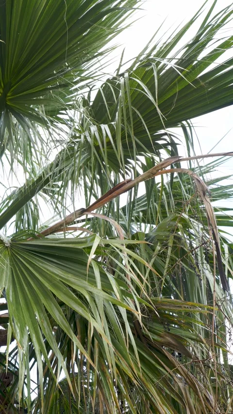 Vertical Raindrops Falling from Lush Palm Leaf Stock Footage 330028296