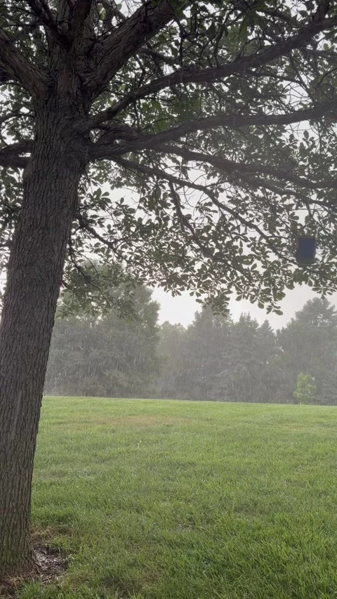 Vertical Rainfall - Summer rain on green grass tree open space steady rain Stock-Footage 338209337