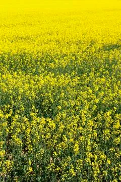 Vertical rape field Stock Photos